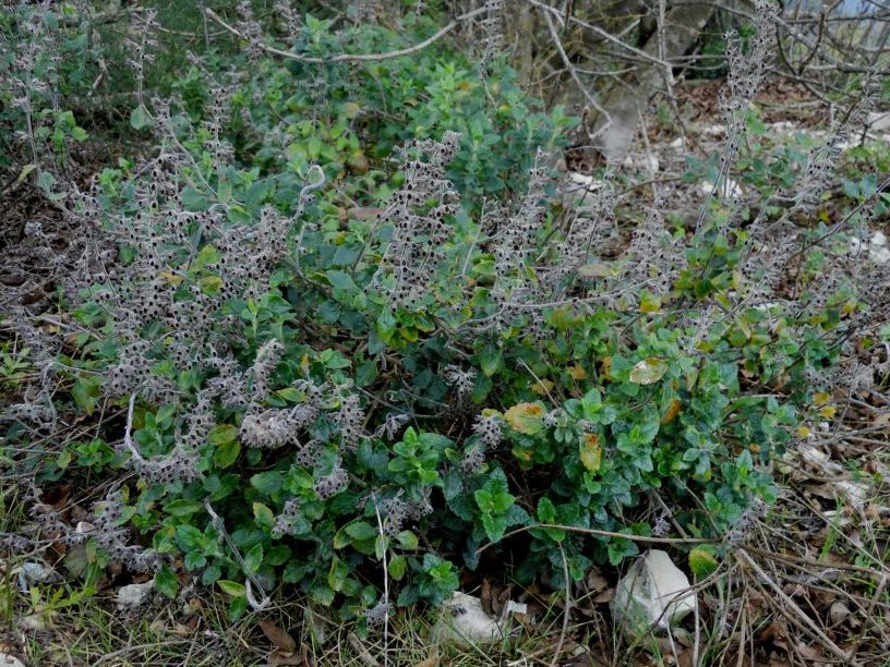 Piantina sfiorita - Teucrium flavum s.l.